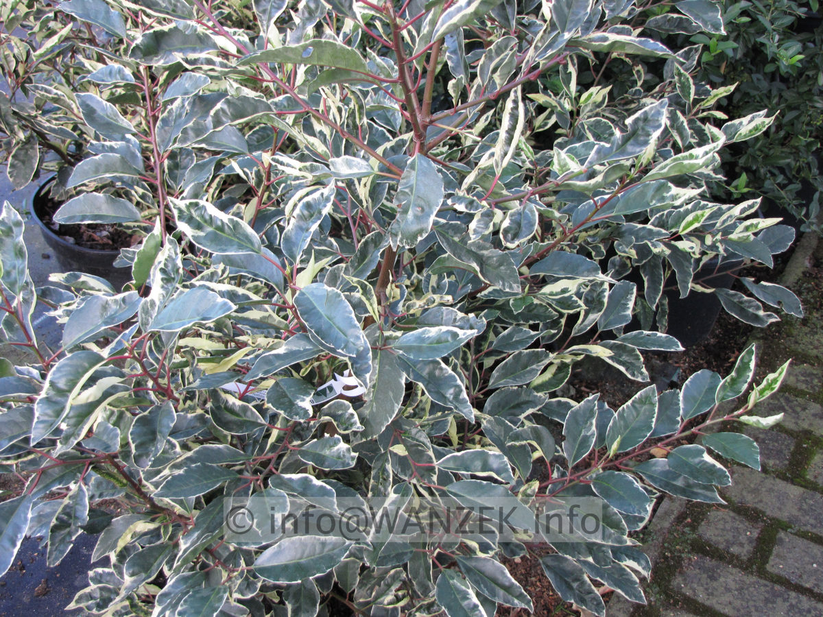 Prunus lusitanica Variegata 02.JPG